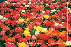 Kartki pocztowe seria KSIĘGA PRZYSŁÓW 90 szt.