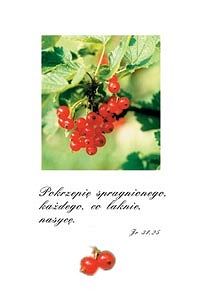 Kartki pocztowe seria OBIETNICE 90szt.