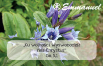 Magnes - Słowo dla Ciebie seria 2 - kategoria wolność wzór 2